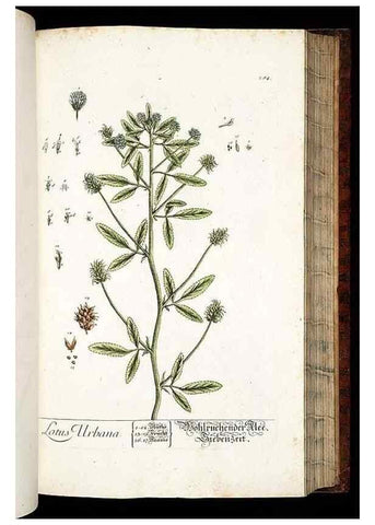 Reproducción/Reproduction 8429984450: Herbarium Blackwellianum emendatum et auctum, id est, Elisabethae Blackwell collectio stirpium. Norimbergae : Typis Io. Iosephi Fleischmanni, 1750-1773.