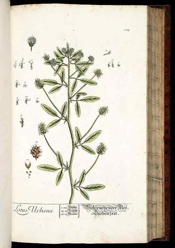 Reproducción/Reproduction 8429984450: Herbarium Blackwellianum emendatum et auctum, id est, Elisabethae Blackwell collectio stirpium. Norimbergae : Typis Io. Iosephi Fleischmanni, 1750-1773.