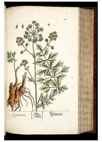 Reproducción/Reproduction 8429982888: Herbarium Blackwellianum emendatum et auctum, id est, Elisabethae Blackwell collectio stirpium. Norimbergae : Typis Io. Iosephi Fleischmanni, 1750-1773.