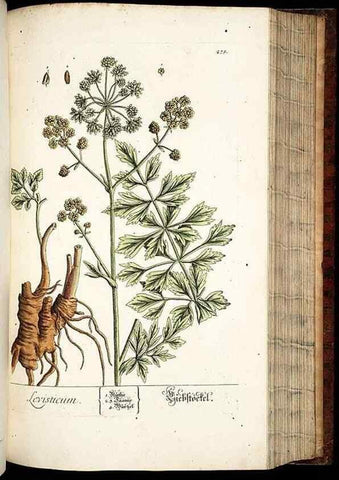 Reproducción/Reproduction 8429982888: Herbarium Blackwellianum emendatum et auctum, id est, Elisabethae Blackwell collectio stirpium. Norimbergae : Typis Io. Iosephi Fleischmanni, 1750-1773.