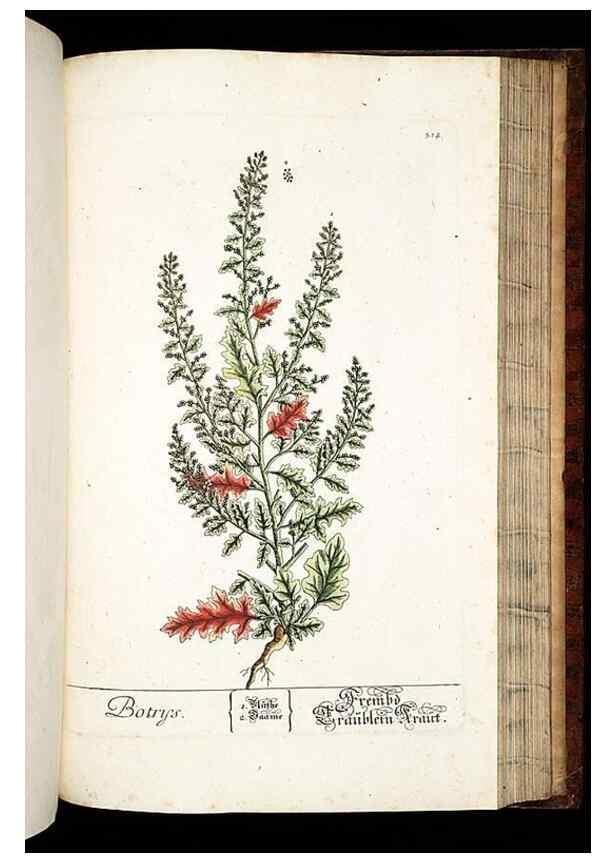 Reproducción/Reproduction 8429989950: Herbarium Blackwellianum emendatum et auctum, id est, Elisabethae Blackwell collectio stirpium. Norimbergae : Typis Io. Iosephi Fleischmanni, 1750-1773.
