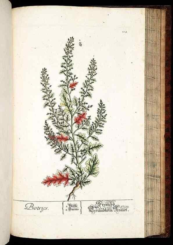 Reproducción/Reproduction 8429989950: Herbarium Blackwellianum emendatum et auctum, id est, Elisabethae Blackwell collectio stirpium. Norimbergae : Typis Io. Iosephi Fleischmanni, 1750-1773.