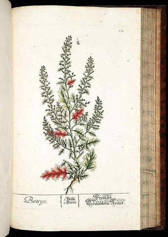 Reproducción/Reproduction 8429989950: Herbarium Blackwellianum emendatum et auctum, id est, Elisabethae Blackwell collectio stirpium. Norimbergae : Typis Io. Iosephi Fleischmanni, 1750-1773.