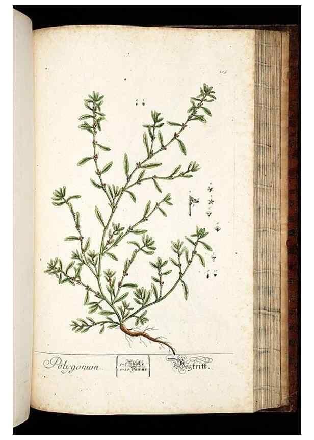 Reproducción/Reproduction 8428901659: Herbarium Blackwellianum emendatum et auctum, id est, Elisabethae Blackwell collectio stirpium. Norimbergae : Typis Io. Iosephi Fleischmanni, 1750-1773.