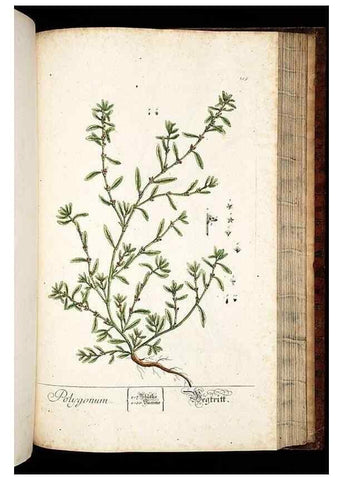 Reproducción/Reproduction 8428901659: Herbarium Blackwellianum emendatum et auctum, id est, Elisabethae Blackwell collectio stirpium. Norimbergae : Typis Io. Iosephi Fleischmanni, 1750-1773.