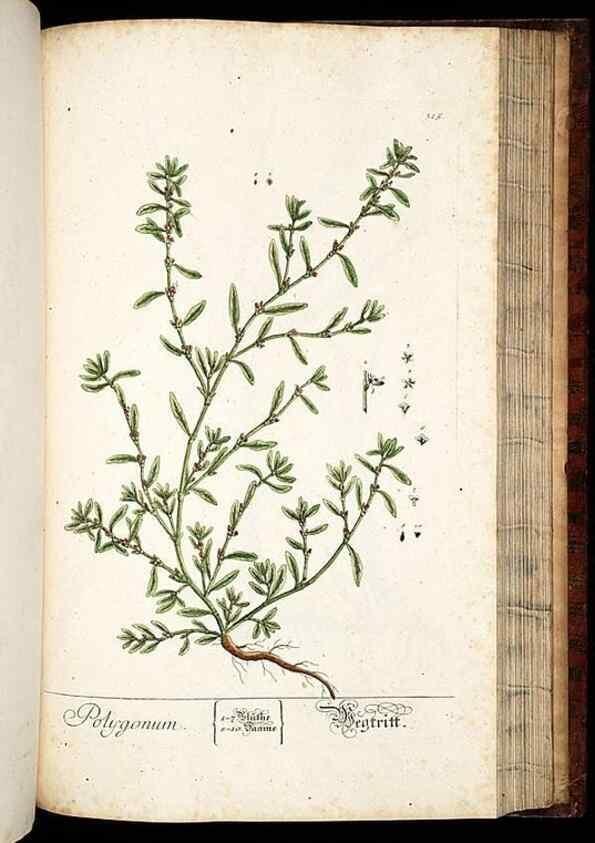 Reproducción/Reproduction 8428901659: Herbarium Blackwellianum emendatum et auctum, id est, Elisabethae Blackwell collectio stirpium. Norimbergae : Typis Io. Iosephi Fleischmanni, 1750-1773.