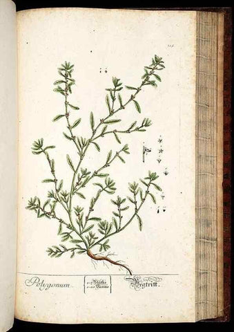 Reproducción/Reproduction 8428901659: Herbarium Blackwellianum emendatum et auctum, id est, Elisabethae Blackwell collectio stirpium. Norimbergae : Typis Io. Iosephi Fleischmanni, 1750-1773.