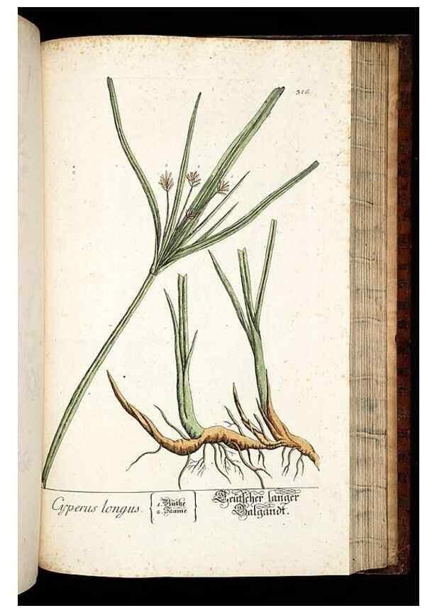 Reproducción/Reproduction 8428901775: Herbarium Blackwellianum emendatum et auctum, id est, Elisabethae Blackwell collectio stirpium. Norimbergae : Typis Io. Iosephi Fleischmanni, 1750-1773.
