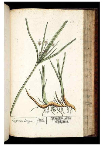 Reproducción/Reproduction 8428901775: Herbarium Blackwellianum emendatum et auctum, id est, Elisabethae Blackwell collectio stirpium. Norimbergae : Typis Io. Iosephi Fleischmanni, 1750-1773.