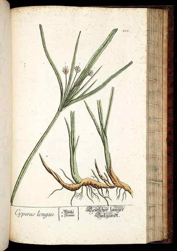 Reproducción/Reproduction 8428901775: Herbarium Blackwellianum emendatum et auctum, id est, Elisabethae Blackwell collectio stirpium. Norimbergae : Typis Io. Iosephi Fleischmanni, 1750-1773.