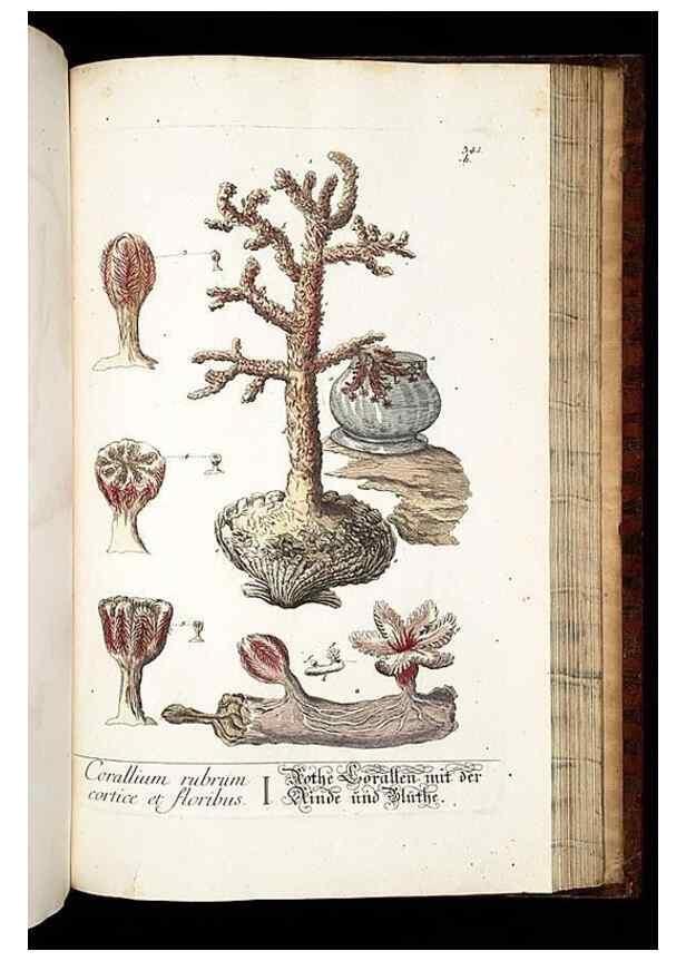 Reproducción/Reproduction 8428908961: Herbarium Blackwellianum emendatum et auctum, id est, Elisabethae Blackwell collectio stirpium. Norimbergae : Typis Io. Iosephi Fleischmanni, 1750-1773.