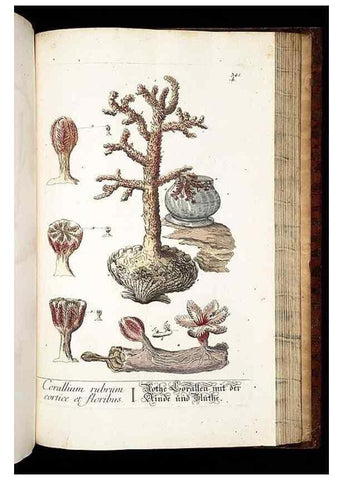Reproducción/Reproduction 8428908961: Herbarium Blackwellianum emendatum et auctum, id est, Elisabethae Blackwell collectio stirpium. Norimbergae : Typis Io. Iosephi Fleischmanni, 1750-1773.