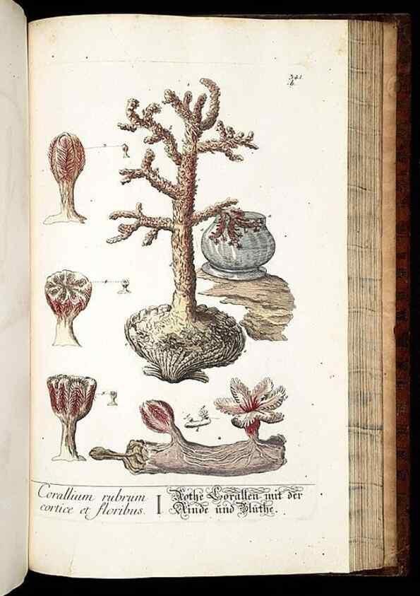 Reproducción/Reproduction 8428908961: Herbarium Blackwellianum emendatum et auctum, id est, Elisabethae Blackwell collectio stirpium. Norimbergae : Typis Io. Iosephi Fleischmanni, 1750-1773.