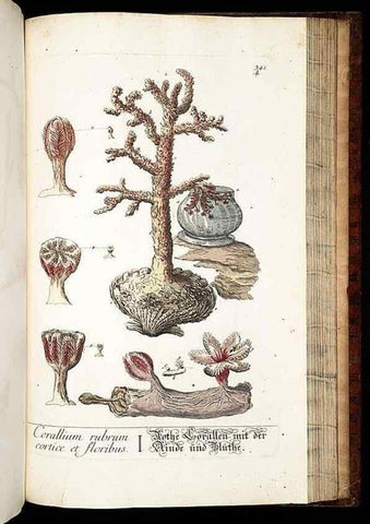 Reproducción/Reproduction 8428908961: Herbarium Blackwellianum emendatum et auctum, id est, Elisabethae Blackwell collectio stirpium. Norimbergae : Typis Io. Iosephi Fleischmanni, 1750-1773.