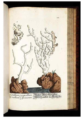 Reproducción/Reproduction 8428909117: Herbarium Blackwellianum emendatum et auctum, id est, Elisabethae Blackwell collectio stirpium. Norimbergae : Typis Io. Iosephi Fleischmanni, 1750-1773.