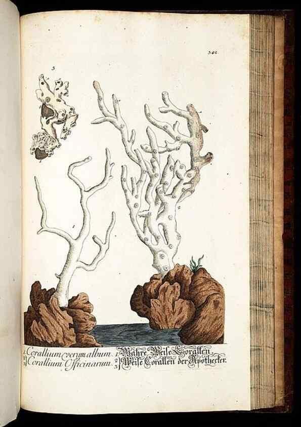 Reproducción/Reproduction 8428909117: Herbarium Blackwellianum emendatum et auctum, id est, Elisabethae Blackwell collectio stirpium. Norimbergae : Typis Io. Iosephi Fleischmanni, 1750-1773.