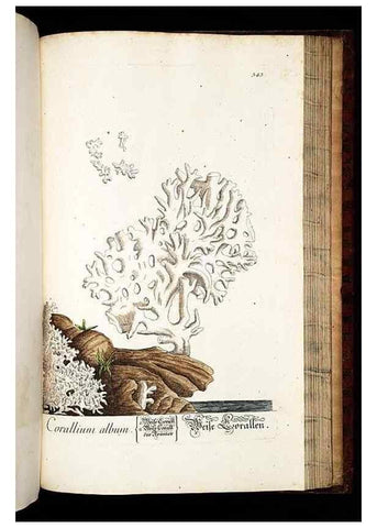 Reproducción/Reproduction 8429997720: Herbarium Blackwellianum emendatum et auctum, id est, Elisabethae Blackwell collectio stirpium. Norimbergae : Typis Io. Iosephi Fleischmanni, 1750-1773.