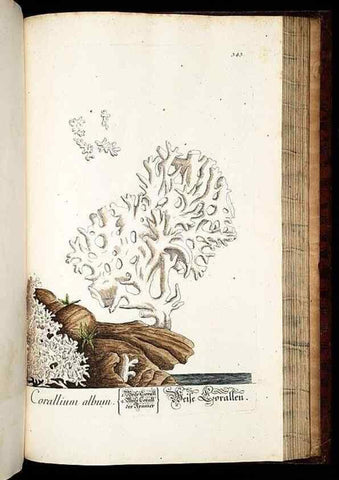 Reproducción/Reproduction 8429997720: Herbarium Blackwellianum emendatum et auctum, id est, Elisabethae Blackwell collectio stirpium. Norimbergae : Typis Io. Iosephi Fleischmanni, 1750-1773.