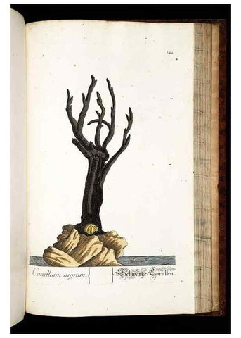 Reproducción/Reproduction 8428909503: Herbarium Blackwellianum emendatum et auctum, id est, Elisabethae Blackwell collectio stirpium. Norimbergae : Typis Io. Iosephi Fleischmanni, 1750-1773.