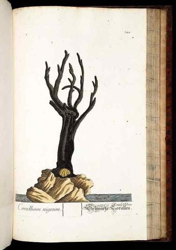 Reproducción/Reproduction 8428909503: Herbarium Blackwellianum emendatum et auctum, id est, Elisabethae Blackwell collectio stirpium. Norimbergae : Typis Io. Iosephi Fleischmanni, 1750-1773.