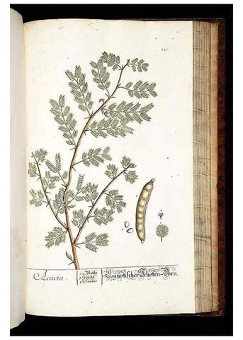 Reproducción/Reproduction 8429998006: Herbarium Blackwellianum emendatum et auctum, id est, Elisabethae Blackwell collectio stirpium. Norimbergae : Typis Io. Iosephi Fleischmanni, 1750-1773.