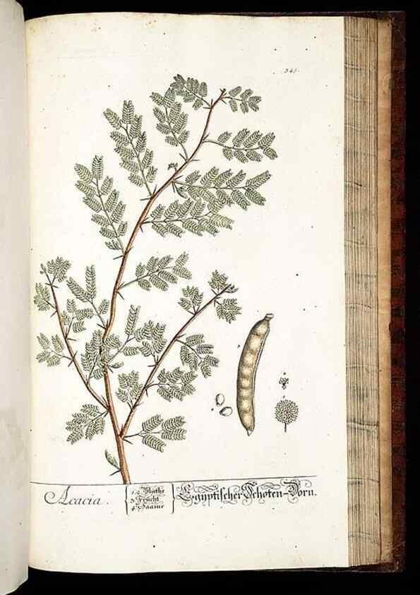Reproducción/Reproduction 8429998006: Herbarium Blackwellianum emendatum et auctum, id est, Elisabethae Blackwell collectio stirpium. Norimbergae : Typis Io. Iosephi Fleischmanni, 1750-1773.