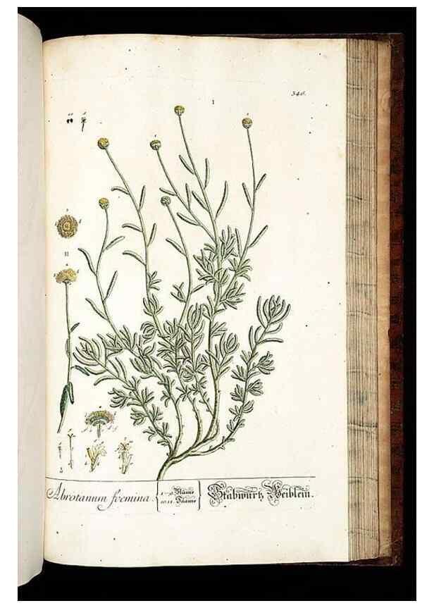 Reproducción/Reproduction 8428909813: Herbarium Blackwellianum emendatum et auctum, id est, Elisabethae Blackwell collectio stirpium. Norimbergae : Typis Io. Iosephi Fleischmanni, 1750-1773.