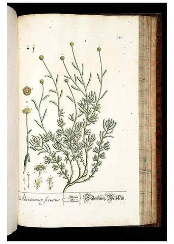 Reproducción/Reproduction 8428909813: Herbarium Blackwellianum emendatum et auctum, id est, Elisabethae Blackwell collectio stirpium. Norimbergae : Typis Io. Iosephi Fleischmanni, 1750-1773.