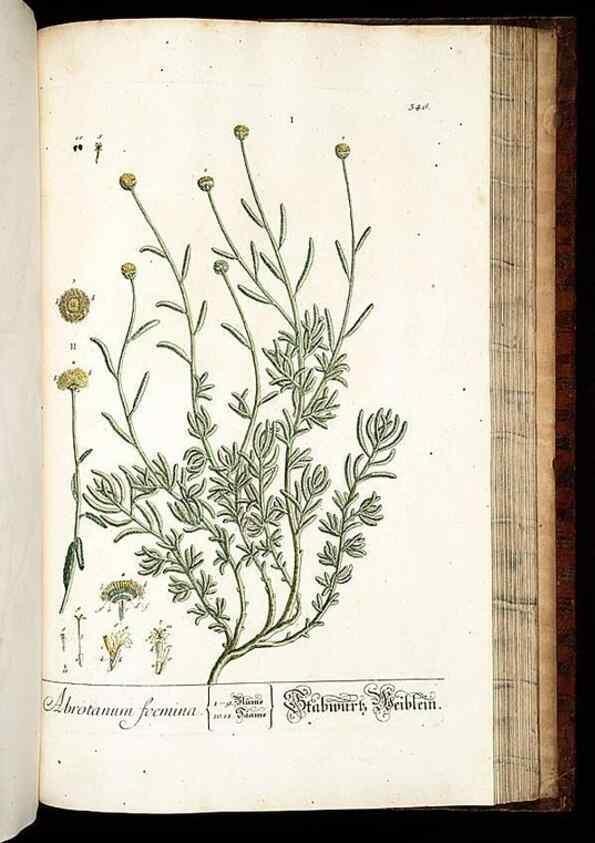 Reproducción/Reproduction 8428909813: Herbarium Blackwellianum emendatum et auctum, id est, Elisabethae Blackwell collectio stirpium. Norimbergae : Typis Io. Iosephi Fleischmanni, 1750-1773.
