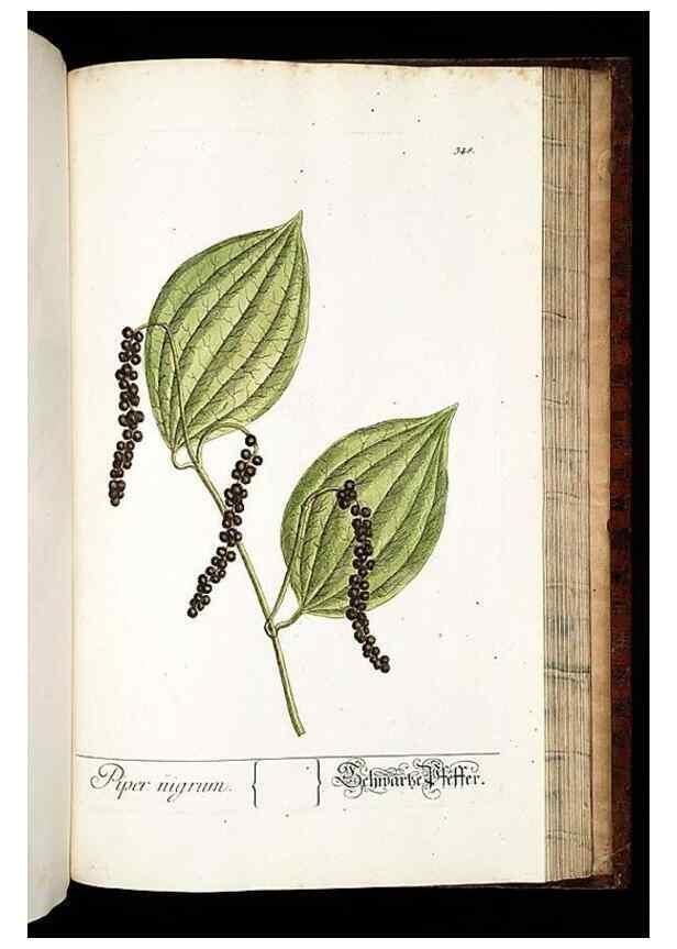 Reproducción/Reproduction 8429998412: Herbarium Blackwellianum emendatum et auctum, id est, Elisabethae Blackwell collectio stirpium. Norimbergae : Typis Io. Iosephi Fleischmanni, 1750-1773.