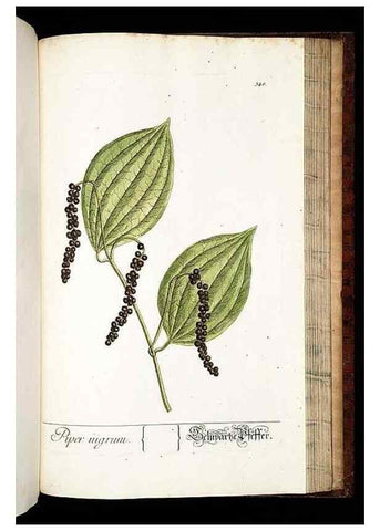 Reproducción/Reproduction 8429998412: Herbarium Blackwellianum emendatum et auctum, id est, Elisabethae Blackwell collectio stirpium. Norimbergae : Typis Io. Iosephi Fleischmanni, 1750-1773.