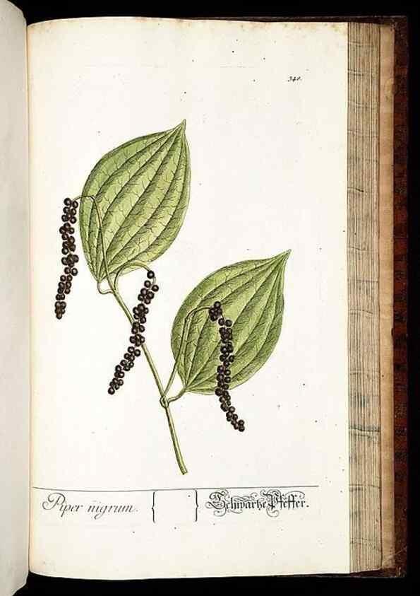 Reproducción/Reproduction 8429998412: Herbarium Blackwellianum emendatum et auctum, id est, Elisabethae Blackwell collectio stirpium. Norimbergae : Typis Io. Iosephi Fleischmanni, 1750-1773.