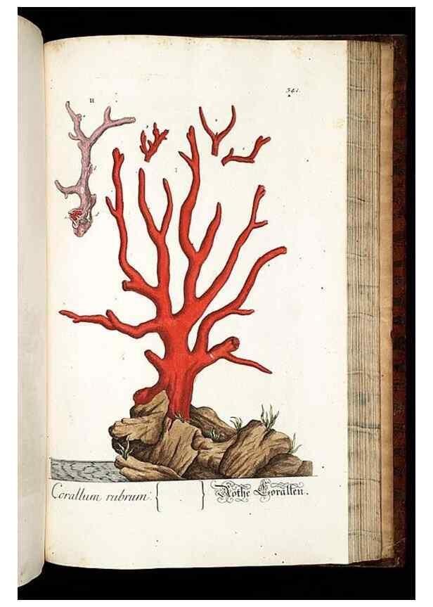 Reproducción/Reproduction 8428908761: Herbarium Blackwellianum emendatum et auctum, id est, Elisabethae Blackwell collectio stirpium. Norimbergae : Typis Io. Iosephi Fleischmanni, 1750-1773.