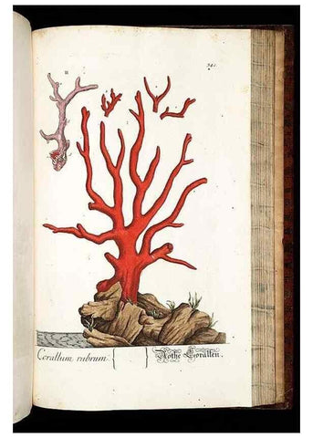 Reproducción/Reproduction 8428908761: Herbarium Blackwellianum emendatum et auctum, id est, Elisabethae Blackwell collectio stirpium. Norimbergae : Typis Io. Iosephi Fleischmanni, 1750-1773.