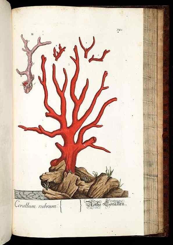 Reproducción/Reproduction 8428908761: Herbarium Blackwellianum emendatum et auctum, id est, Elisabethae Blackwell collectio stirpium. Norimbergae : Typis Io. Iosephi Fleischmanni, 1750-1773.