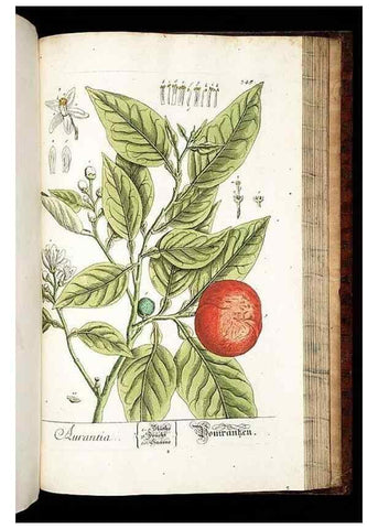 Reproducción/Reproduction 8428910327: Herbarium Blackwellianum emendatum et auctum, id est, Elisabethae Blackwell collectio stirpium. Norimbergae : Typis Io. Iosephi Fleischmanni, 1750-1773.