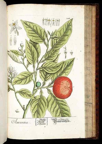 Reproducción/Reproduction 8428910327: Herbarium Blackwellianum emendatum et auctum, id est, Elisabethae Blackwell collectio stirpium. Norimbergae : Typis Io. Iosephi Fleischmanni, 1750-1773.