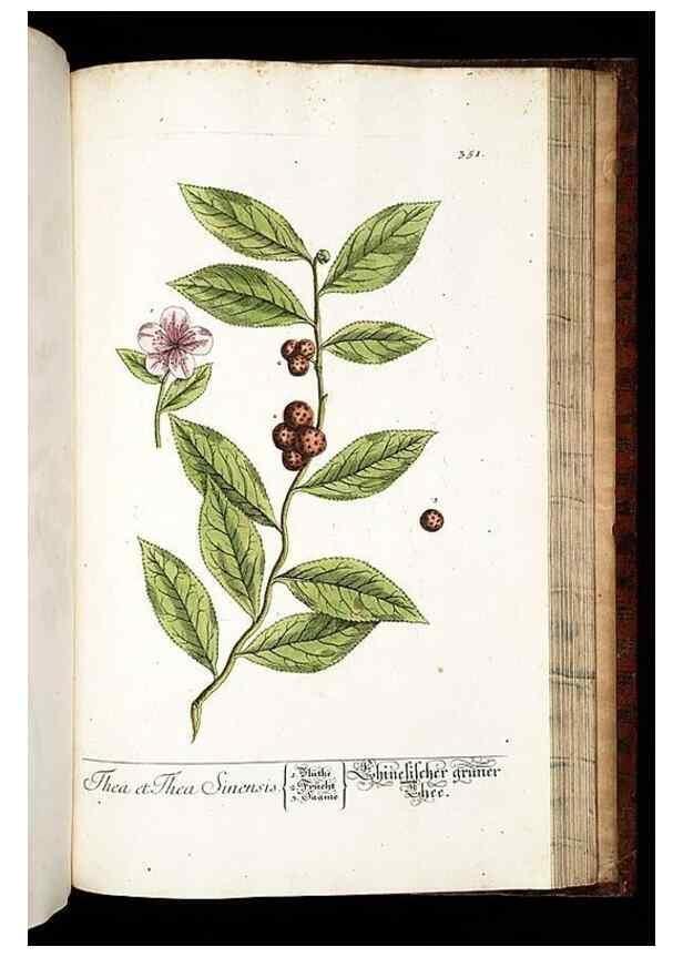 Reproducción/Reproduction 8429999236: Herbarium Blackwellianum emendatum et auctum, id est, Elisabethae Blackwell collectio stirpium. Norimbergae : Typis Io. Iosephi Fleischmanni, 1750-1773.