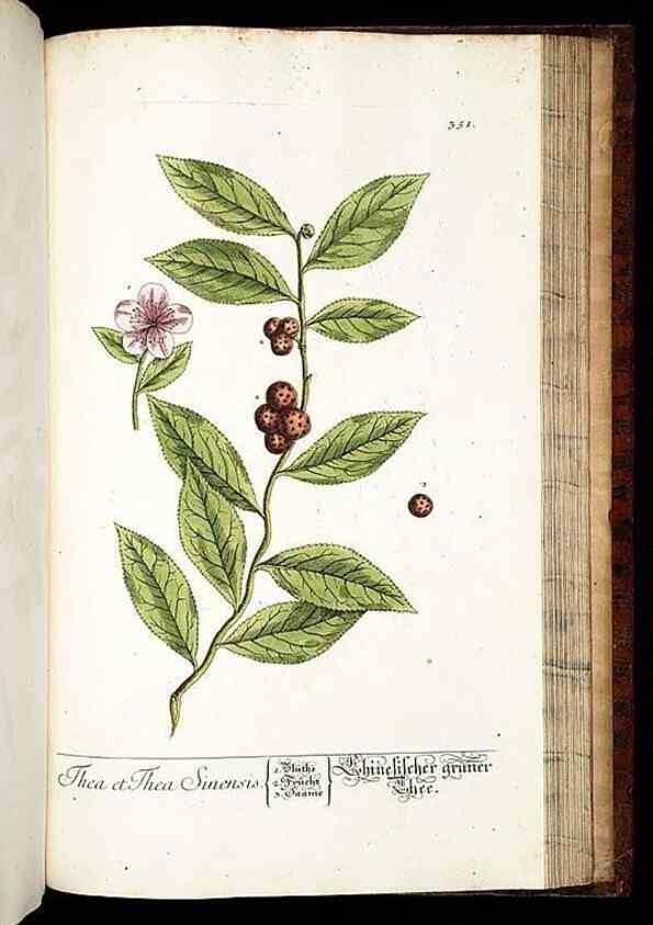 Reproducción/Reproduction 8429999236: Herbarium Blackwellianum emendatum et auctum, id est, Elisabethae Blackwell collectio stirpium. Norimbergae : Typis Io. Iosephi Fleischmanni, 1750-1773.