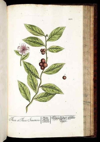 Reproducción/Reproduction 8429999236: Herbarium Blackwellianum emendatum et auctum, id est, Elisabethae Blackwell collectio stirpium. Norimbergae : Typis Io. Iosephi Fleischmanni, 1750-1773.