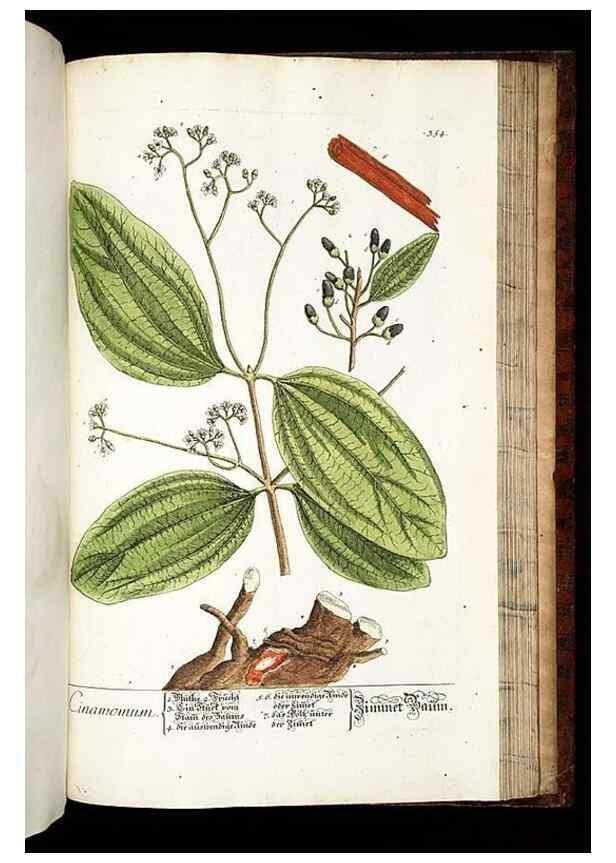 Reproducción/Reproduction 8429999748: Herbarium Blackwellianum emendatum et auctum, id est, Elisabethae Blackwell collectio stirpium. Norimbergae : Typis Io. Iosephi Fleischmanni, 1750-1773.
