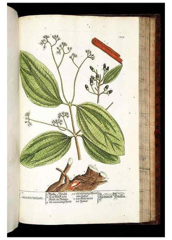 Reproducción/Reproduction 8429999748: Herbarium Blackwellianum emendatum et auctum, id est, Elisabethae Blackwell collectio stirpium. Norimbergae : Typis Io. Iosephi Fleischmanni, 1750-1773.