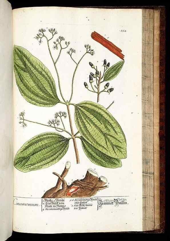 Reproducción/Reproduction 8429999748: Herbarium Blackwellianum emendatum et auctum, id est, Elisabethae Blackwell collectio stirpium. Norimbergae : Typis Io. Iosephi Fleischmanni, 1750-1773.