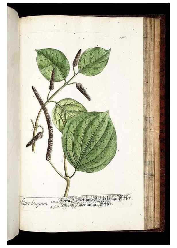 Reproducción/Reproduction 8428911865: Herbarium Blackwellianum emendatum et auctum, id est, Elisabethae Blackwell collectio stirpium. Norimbergae : Typis Io. Iosephi Fleischmanni, 1750-1773.