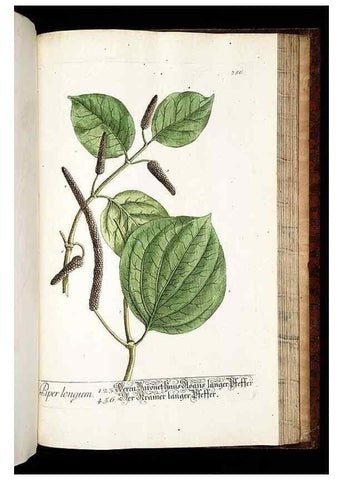Reproducción/Reproduction 8428911865: Herbarium Blackwellianum emendatum et auctum, id est, Elisabethae Blackwell collectio stirpium. Norimbergae : Typis Io. Iosephi Fleischmanni, 1750-1773.