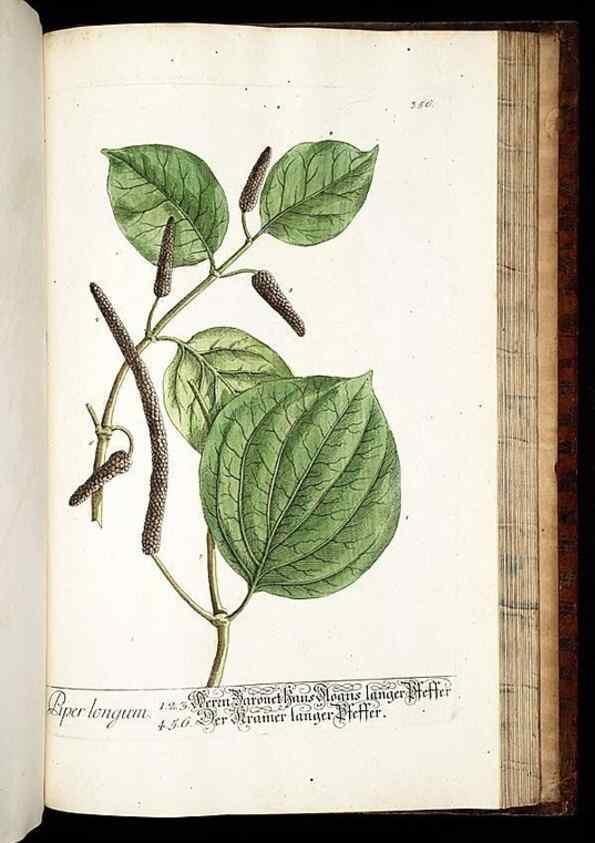 Reproducción/Reproduction 8428911865: Herbarium Blackwellianum emendatum et auctum, id est, Elisabethae Blackwell collectio stirpium. Norimbergae : Typis Io. Iosephi Fleischmanni, 1750-1773.