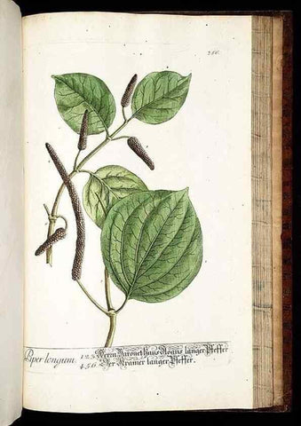 Reproducción/Reproduction 8428911865: Herbarium Blackwellianum emendatum et auctum, id est, Elisabethae Blackwell collectio stirpium. Norimbergae : Typis Io. Iosephi Fleischmanni, 1750-1773.