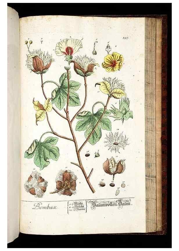 Reproducción/Reproduction 8428912007: Herbarium Blackwellianum emendatum et auctum, id est, Elisabethae Blackwell collectio stirpium. Norimbergae : Typis Io. Iosephi Fleischmanni, 1750-1773.