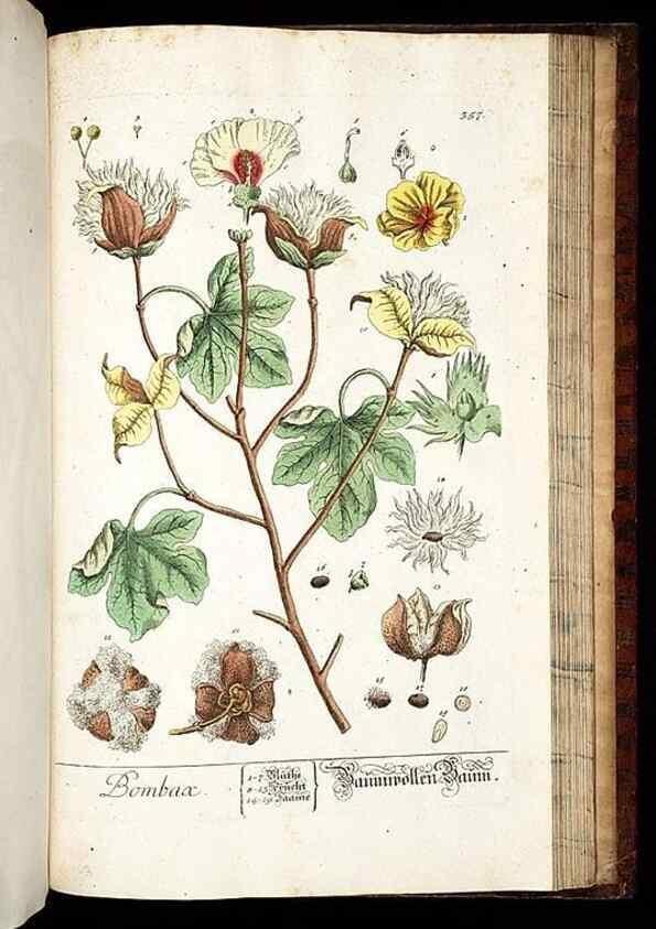 Reproducción/Reproduction 8428912007: Herbarium Blackwellianum emendatum et auctum, id est, Elisabethae Blackwell collectio stirpium. Norimbergae : Typis Io. Iosephi Fleischmanni, 1750-1773.