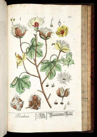 Reproducción/Reproduction 8428912007: Herbarium Blackwellianum emendatum et auctum, id est, Elisabethae Blackwell collectio stirpium. Norimbergae : Typis Io. Iosephi Fleischmanni, 1750-1773.